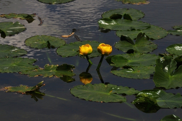 Nymph Lake
